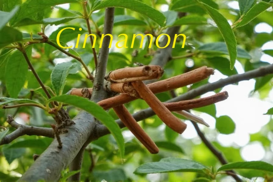 Steam rising from a cup of herbal tea