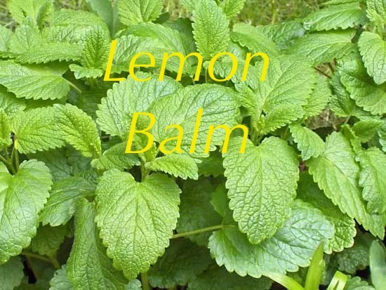 Steam rising from a cup of herbal tea