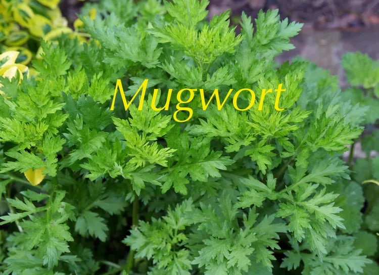 Hand-blended herbal ingredients