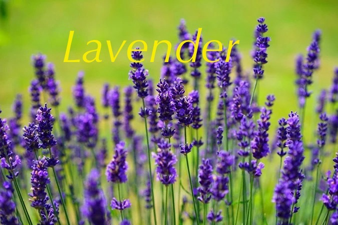 Steam rising from a cup of herbal tea