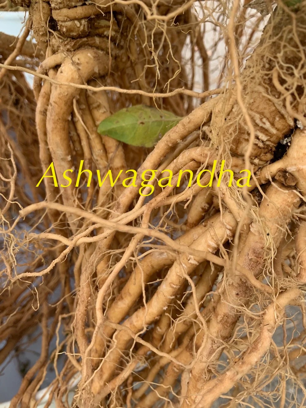 Steam rising from a cup of herbal tea