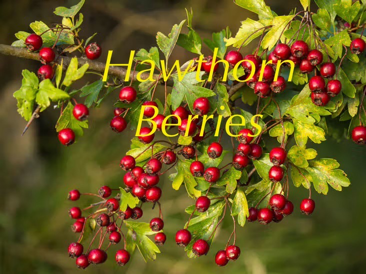 Steam rising from a cup of herbal tea