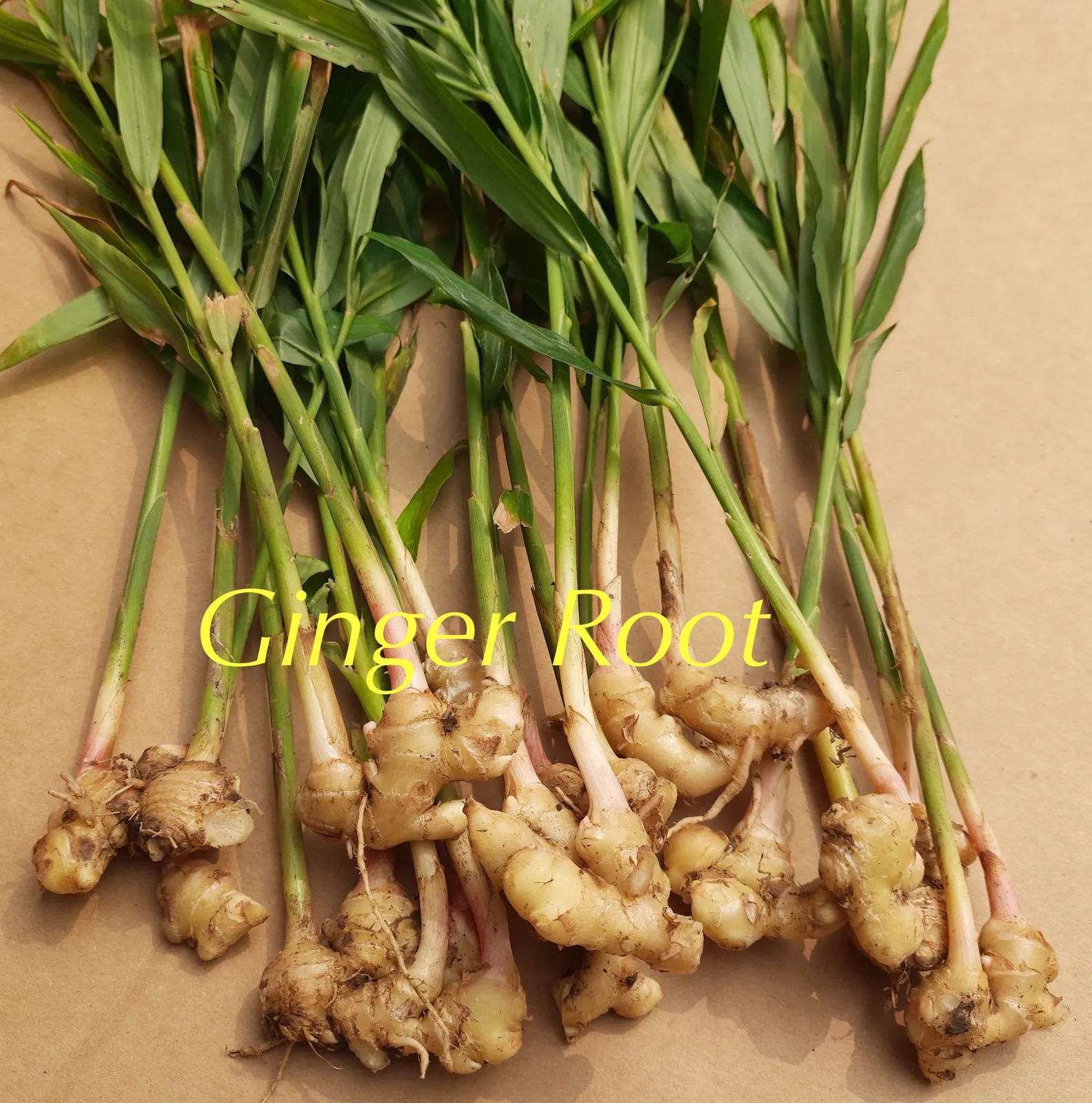 Steam rising from a cup of herbal tea