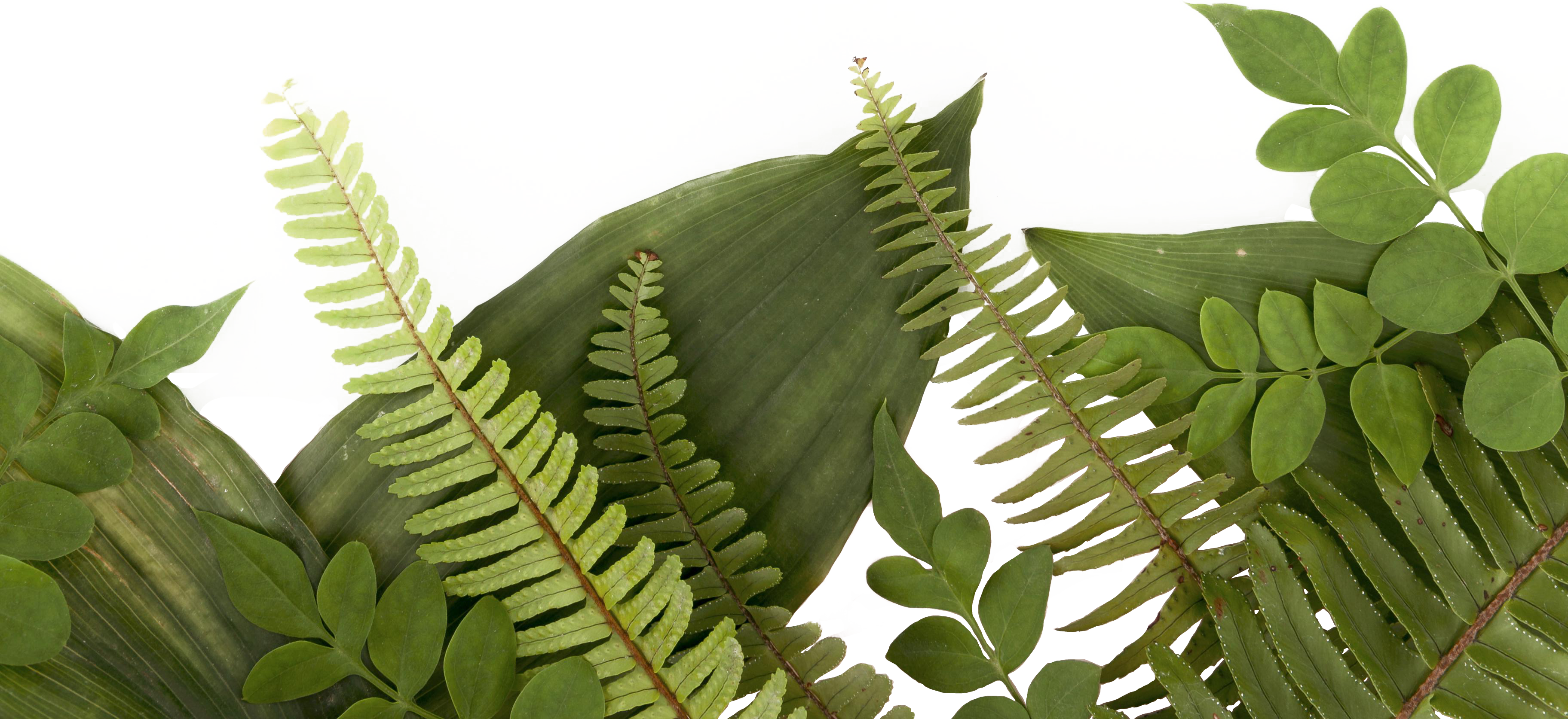 Tea garden landscape illustration